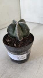 ASTROPHYTUM MYRIOSTIGMA Nº 952 – vaso 09 - Imagem 9