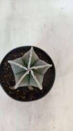 ASTROPHYTUM MYRIOSTIGMA Nº 952 – vaso 09 - Imagem 3