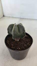 ASTROPHYTUM MYRIOSTIGMA Nº 952 – vaso 09 - Imagem 7