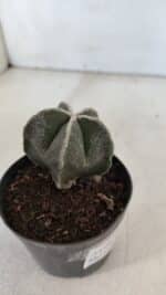 ASTROPHYTUM MYRIOSTIGMA Nº 952 – vaso 09 - Imagem 6