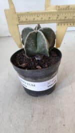 ASTROPHYTUM MYRIOSTIGMA Nº 952 – vaso 09 - Imagem 4