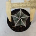 ASTROPHYTUM MYRIOSTIGMA Nº 952 – vaso 09