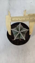 ASTROPHYTUM MYRIOSTIGMA Nº 952 – vaso 09