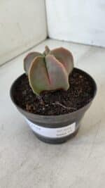 ASTROPHYTUM MYRIOSTIGMA Nº 954 – vaso 11 - Imagem 9