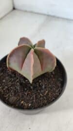 ASTROPHYTUM MYRIOSTIGMA Nº 954 – vaso 11 - Imagem 6