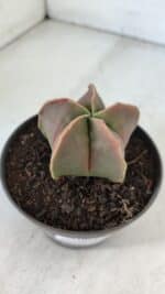 ASTROPHYTUM MYRIOSTIGMA Nº 954 – vaso 11 - Imagem 5