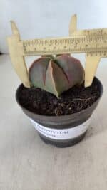 ASTROPHYTUM MYRIOSTIGMA Nº 954 – vaso 11 - Imagem 4