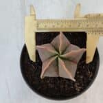 ASTROPHYTUM MYRIOSTIGMA Nº 949 – vaso 11