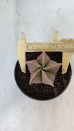 ASTROPHYTUM MYRIOSTIGMA Nº 949 – vaso 11