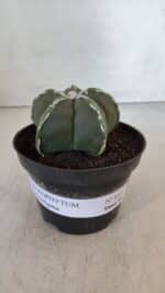 ASTROPHYTUM MYRIOSTIGMA Nº 957  – vaso 11 - Imagem 2