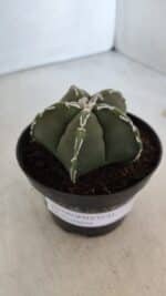 ASTROPHYTUM MYRIOSTIGMA Nº 957  – vaso 11 - Imagem 10