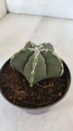 ASTROPHYTUM MYRIOSTIGMA Nº 957  – vaso 11 - Imagem 7