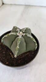 ASTROPHYTUM MYRIOSTIGMA Nº 957  – vaso 11 - Imagem 6