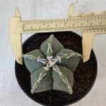 ASTROPHYTUM MYRIOSTIGMA Nº 957  – vaso 11