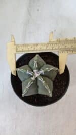 ASTROPHYTUM MYRIOSTIGMA Nº 957  – vaso 11