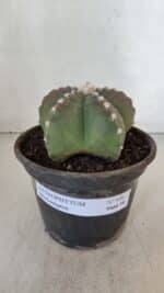 ASTROPHYTUM MYRIOSTIGMA Nº 958  – vaso 15 - Imagem 2