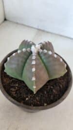 ASTROPHYTUM MYRIOSTIGMA Nº 958  – vaso 15 - Imagem 7