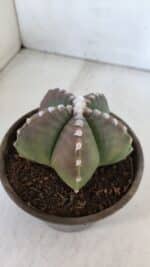 ASTROPHYTUM MYRIOSTIGMA Nº 958  – vaso 15 - Imagem 6
