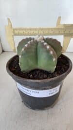 ASTROPHYTUM MYRIOSTIGMA Nº 958  – vaso 15 - Imagem 4