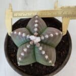 ASTROPHYTUM MYRIOSTIGMA Nº 958  – vaso 15