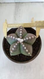 ASTROPHYTUM MYRIOSTIGMA Nº 958  – vaso 15