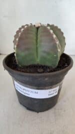 ASTROPHYTUM MYRIOSTIGMA Nº 960  – vaso 15 - Imagem 2