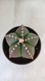 ASTROPHYTUM MYRIOSTIGMA Nº 960  – vaso 15 - Imagem 3