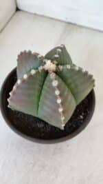 ASTROPHYTUM MYRIOSTIGMA Nº 960  – vaso 15 - Imagem 9