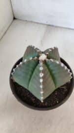 ASTROPHYTUM MYRIOSTIGMA Nº 960  – vaso 15 - Imagem 7