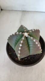 ASTROPHYTUM MYRIOSTIGMA Nº 960  – vaso 15 - Imagem 6