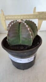 ASTROPHYTUM MYRIOSTIGMA Nº 960  – vaso 15 - Imagem 4