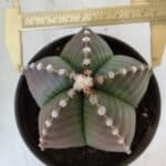 ASTROPHYTUM MYRIOSTIGMA Nº 960  – vaso 15