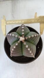 ASTROPHYTUM MYRIOSTIGMA Nº 960  – vaso 15