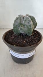 ASTROPHYTUM MYRIOSTIGMA Nº 961  – vaso 15 - Imagem 2