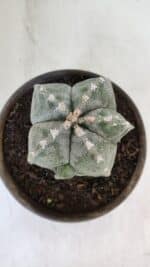 ASTROPHYTUM MYRIOSTIGMA Nº 961  – vaso 15 - Imagem 3