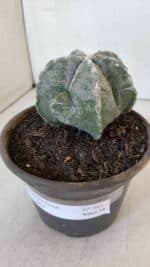 ASTROPHYTUM MYRIOSTIGMA Nº 961  – vaso 15 - Imagem 9