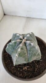 ASTROPHYTUM MYRIOSTIGMA Nº 961  – vaso 15 - Imagem 7