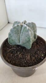 ASTROPHYTUM MYRIOSTIGMA Nº 961  – vaso 15 - Imagem 6