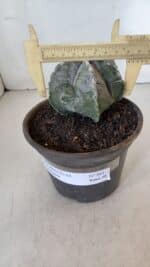 ASTROPHYTUM MYRIOSTIGMA Nº 961  – vaso 15 - Imagem 4