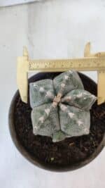 ASTROPHYTUM MYRIOSTIGMA Nº 961  – vaso 15