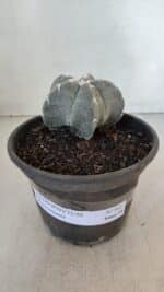 ASTROPHYTUM MYRIOSTIGMA Nº 962  – vaso 15 - Imagem 2
