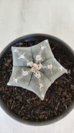 ASTROPHYTUM MYRIOSTIGMA Nº 962  – vaso 15 - Imagem 3