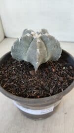ASTROPHYTUM MYRIOSTIGMA Nº 962  – vaso 15 - Imagem 10