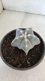 ASTROPHYTUM MYRIOSTIGMA Nº 962  – vaso 15 - Imagem 9