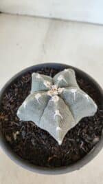 ASTROPHYTUM MYRIOSTIGMA Nº 962  – vaso 15 - Imagem 8