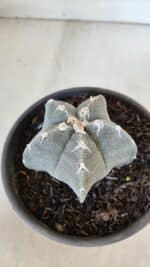 ASTROPHYTUM MYRIOSTIGMA Nº 962  – vaso 15 - Imagem 7