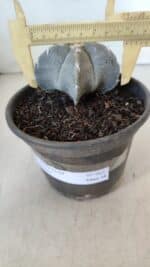 ASTROPHYTUM MYRIOSTIGMA Nº 962  – vaso 15 - Imagem 4