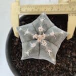 ASTROPHYTUM MYRIOSTIGMA Nº 962  – vaso 15