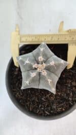 ASTROPHYTUM MYRIOSTIGMA Nº 962  – vaso 15