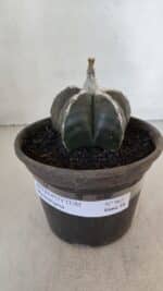 ASTROPHYTUM MYRIOSTIGMA Nº 963  – vaso 15 - Imagem 2